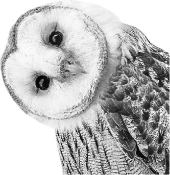 Любопытная сова Hedwig