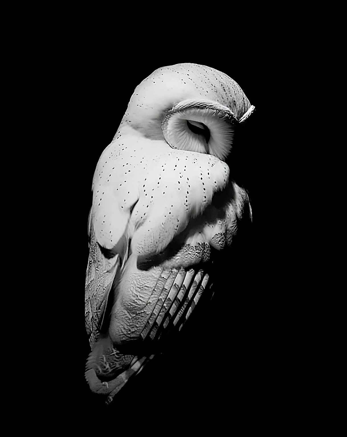 Hedwig White Barn Owl in darkness